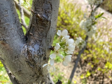 李子花