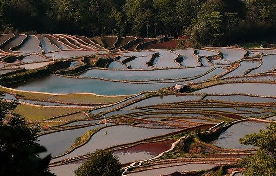 云南紅河哈尼梯田