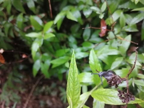 雨后樹葉旁的蝸牛和露珠