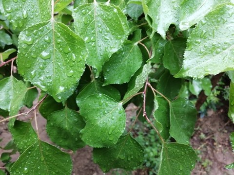 雨后樹葉上的露珠水滴