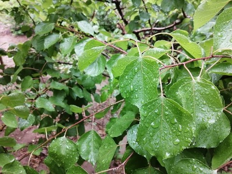 雨后樹葉上的露珠水滴