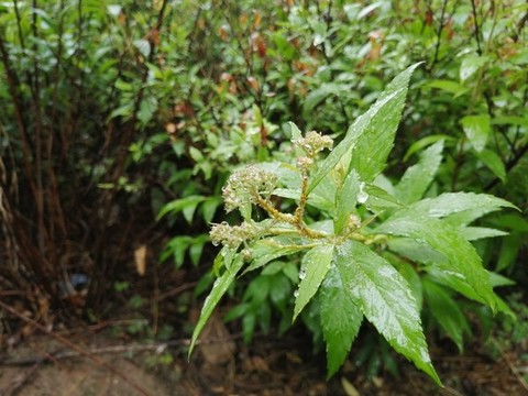 雨后樹葉上的露珠水滴