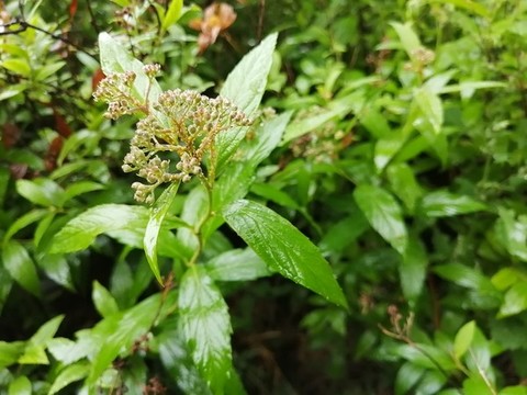 雨后樹葉上的露珠水滴