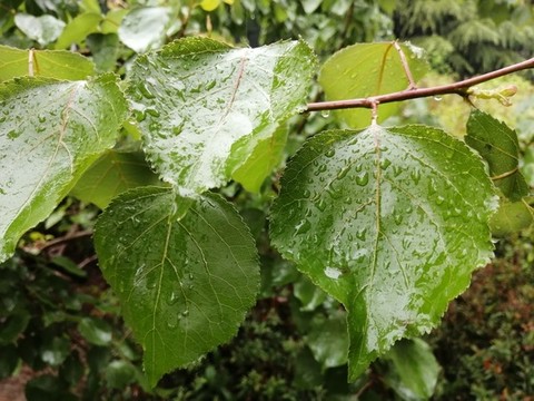 雨后樹(shù)葉上的露珠水滴