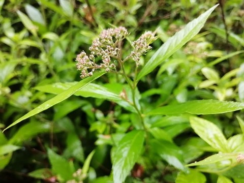雨后樹葉上的露珠水滴
