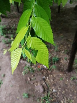 雨后樹葉上的露珠水滴