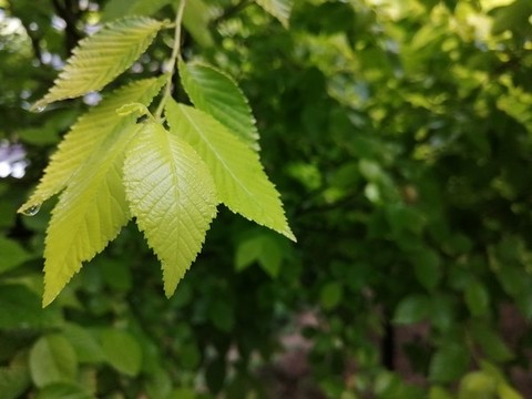 雨后樹葉上的露珠水滴
