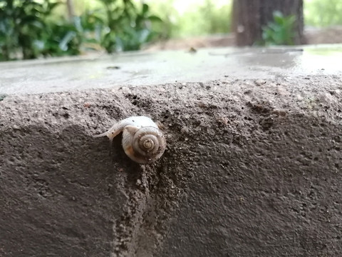 雨中蝸牛