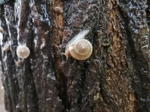 雨中樹上蝸牛
