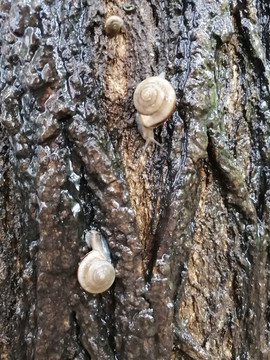 雨中樹上蝸牛