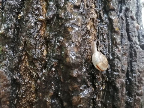雨中樹上蝸牛