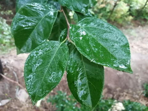 雨中枝葉