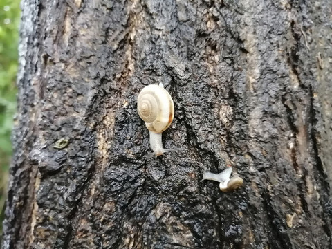 雨后蝸牛特寫