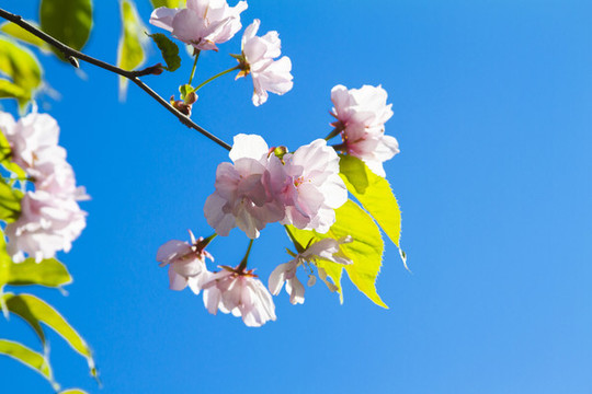 櫻花