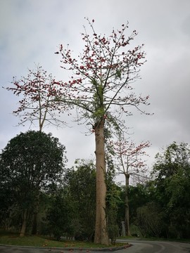 木棉花開