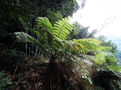 樹(shù)蕨