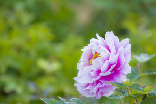 牡丹花