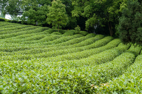 一片茶園