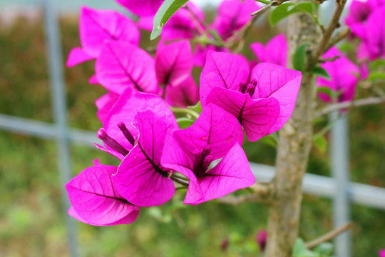 葉子花