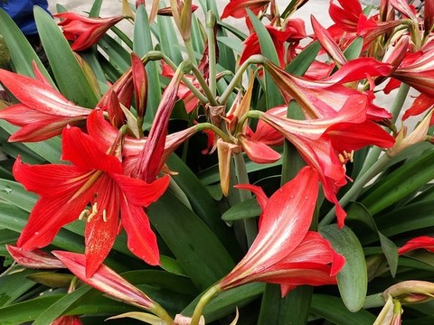 朱頂紅