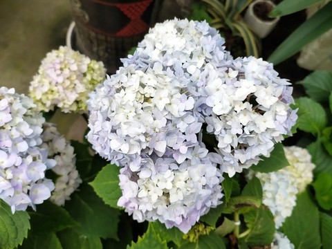 紫色繡球花
