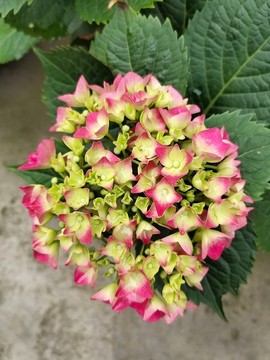 粉色繡球花
