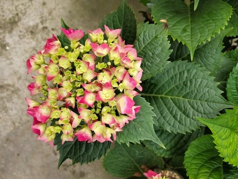 粉色繡球花