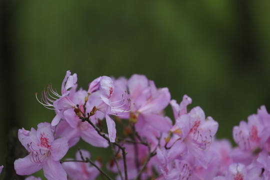杜鵑花