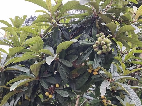 枇杷