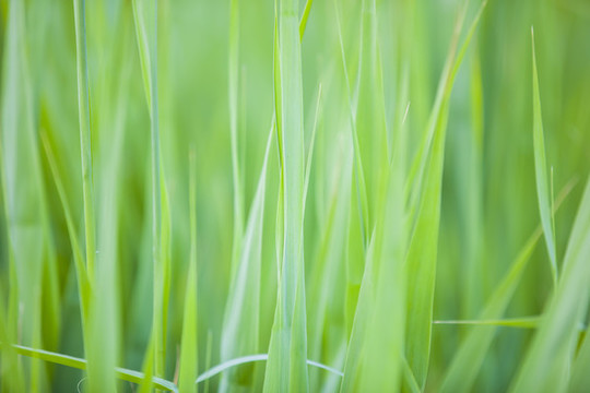 蘆葦草