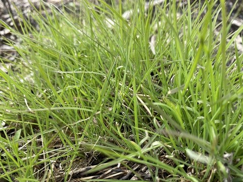 青草