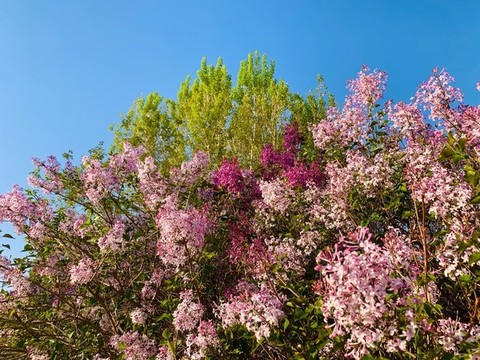 丁香花