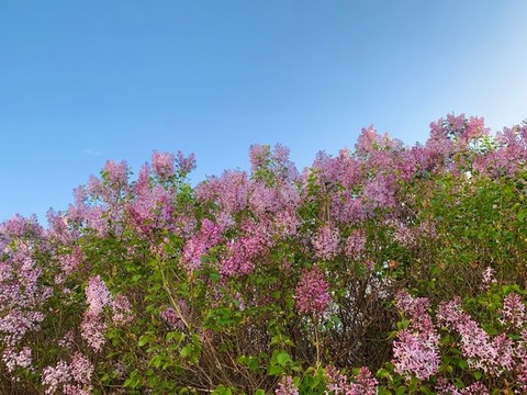 丁香花