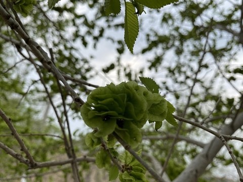 榆樹錢