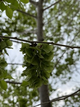 榆樹錢