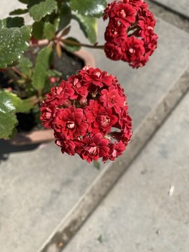 長壽花