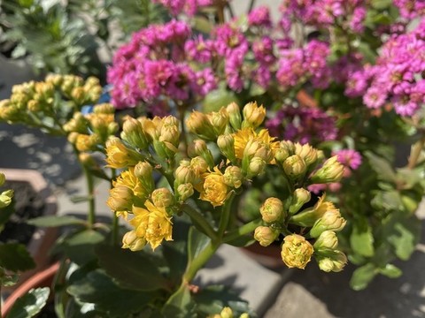 長壽花