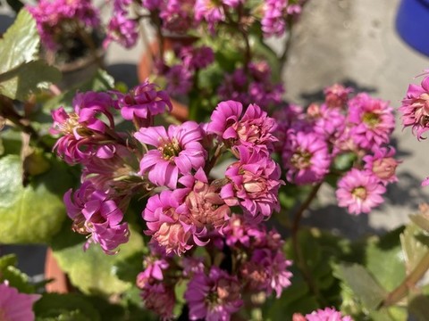 長(zhǎng)壽花