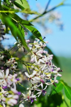楝花