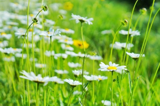 大濱菊
