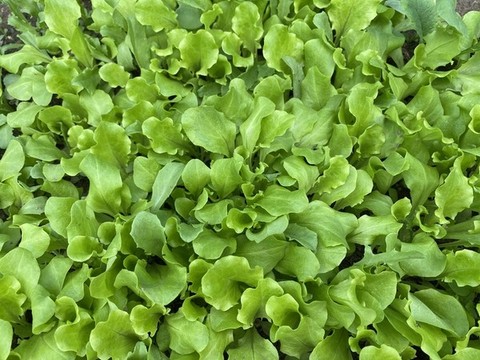 生菜