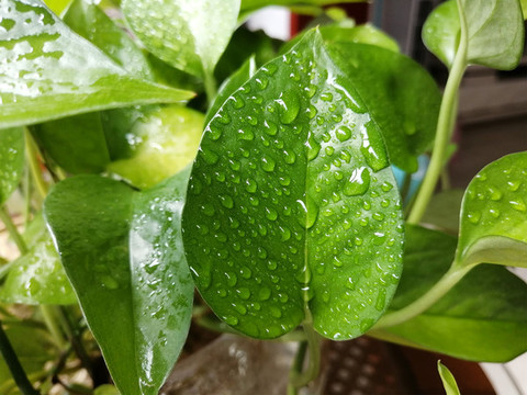 綠蘿與水珠