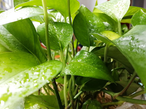 綠蘿與水珠