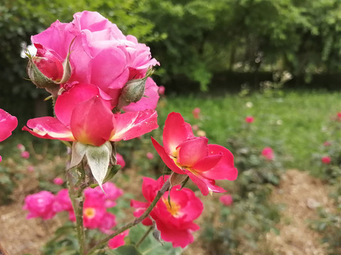 粉紅色月季花