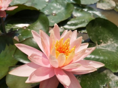 睡蓮