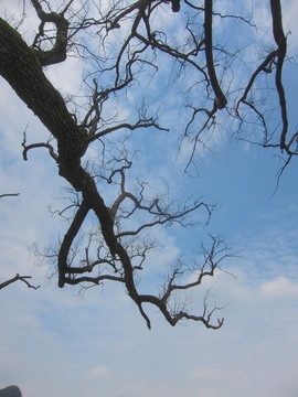 樹枝