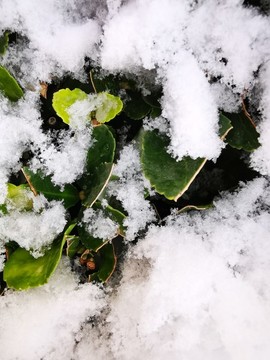 冬雪
