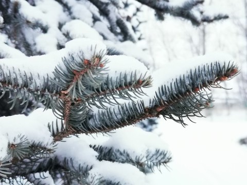冬雪