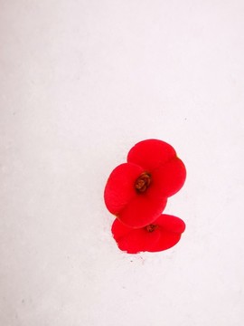 雪中紅色花
