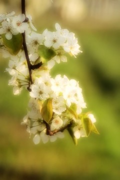 梨花